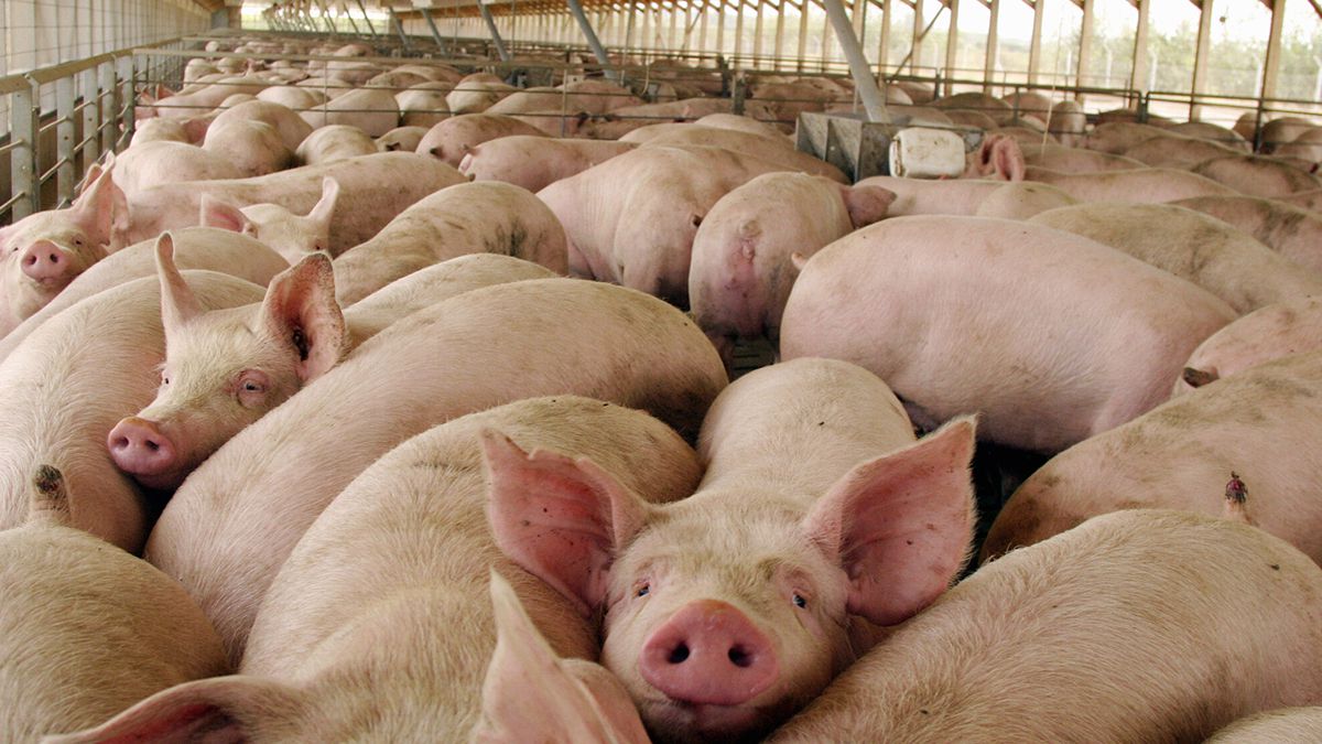 Megafactorías porcinas en Argentina: ¿un desastre ambiental inminente?